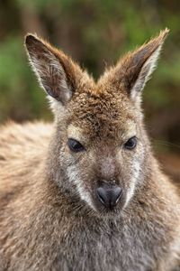 Close-up portrait of cat