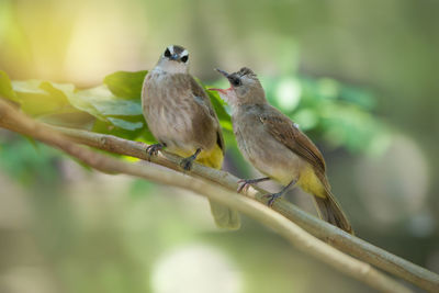 Close-up of bird perching on leaf