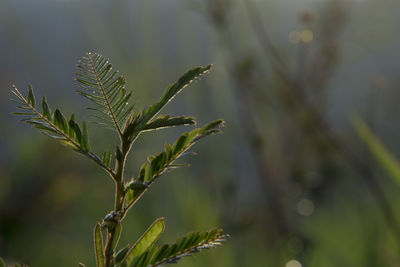 Close-up of plant