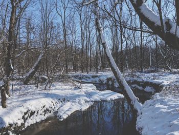 Snow covered bare trees in forest