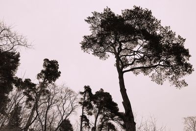 Low angle view of trees against clear sky