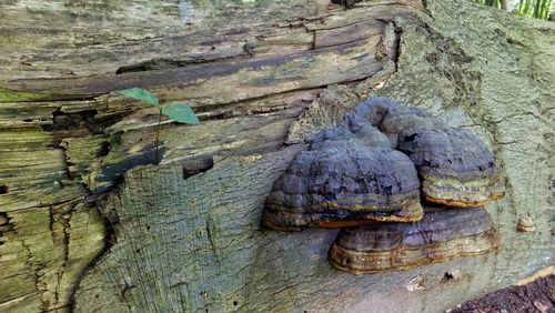 Close-up of weathered wooden wall