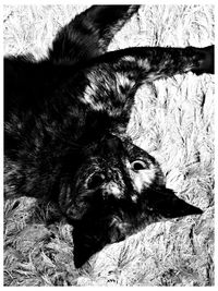 Close-up of cat