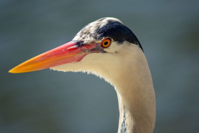 Close-up of a bird