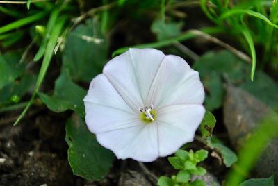 Close-up of white flowering plant