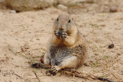 Portrait of marmot eating on field