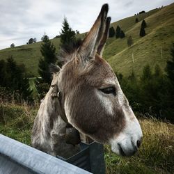 Close-up of donkey by railing on hill against cloudy sky