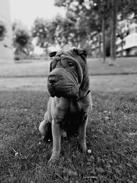 Close-up of dog on field