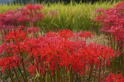 Close-up of red flowers blooming in field