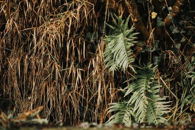 Full frame shot of plants growing on field