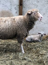 Sheep in a field