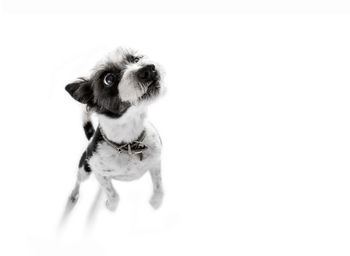 Portrait of dog against white background