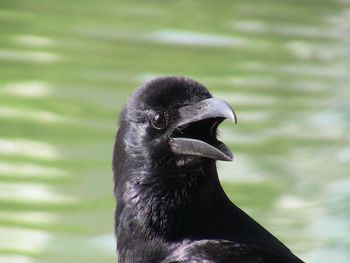 Close-up of animal eye