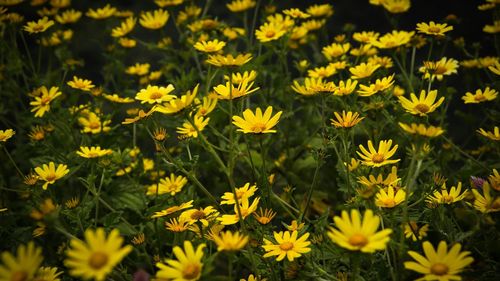 Close-up of yellow flowering plants on field