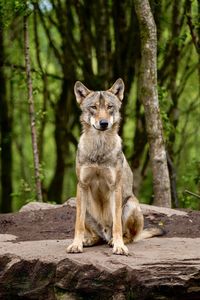 Portrait of timber wolf  in a forest