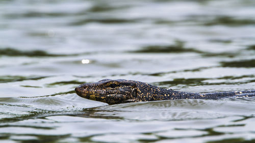 Close-up of a turtle swimming in lake