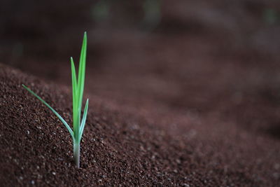 Close-up of small plant