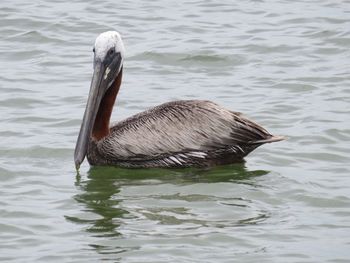 Duck swimming in lake