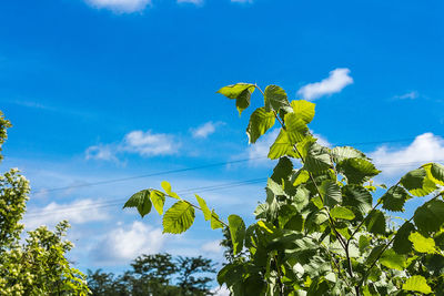 Low angle view of yellow flowering plant against blue sky