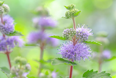 Close-up of purple flowering plant