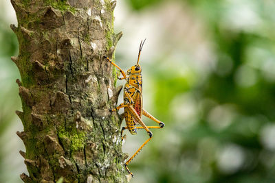 Orange. yellow and red eastern lubber grasshopper romalea microptera also called romalea guttata 