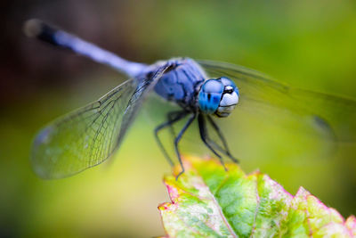 Close-up of insect on leaf