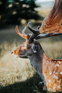 Close-up of deer on field