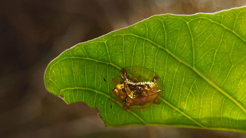 Close-up of insect on leaf