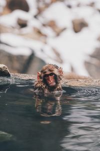 Portrait of turtle swimming in lake