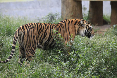 Side view of tiger