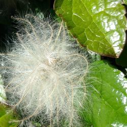 Close-up of leaves