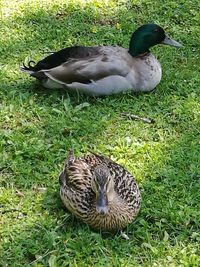 Bird on grassy field