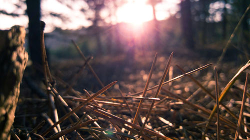 Close-up of grass in forest