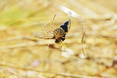 Close-up of spider on web