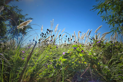 Plants growing on field against clear sky