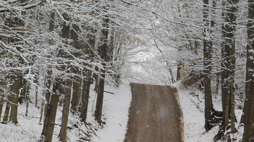 Frozen trees in forest during winter