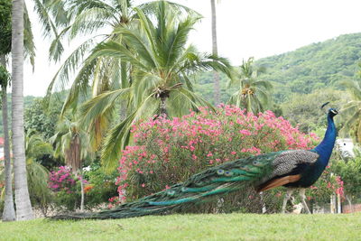 Plants growing on a tree
