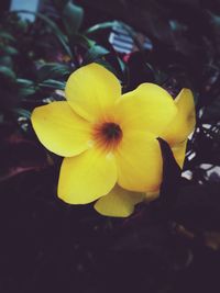 Close-up of yellow flower