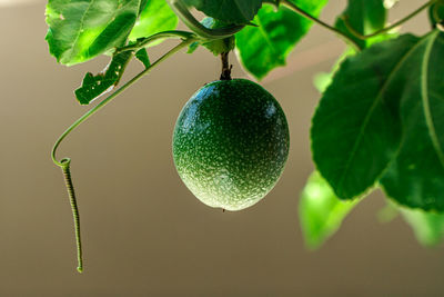 Close-up of fruits growing on plant