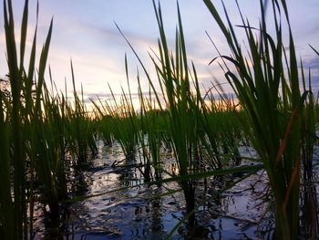 Close-up of grass against sky during sunset