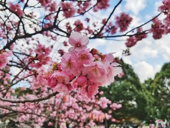 Low angle view of pink cherry blossom