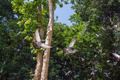 Low angle view of bird on tree trunk