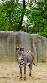 Zebra standing on ground