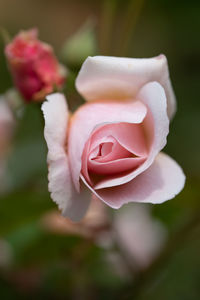 Close-up of pink rose