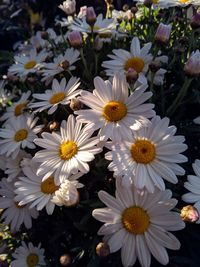 Close-up of white daisy flowers