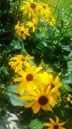 Close-up of yellow flowers blooming outdoors