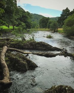 Scenic view of river in forest against sky