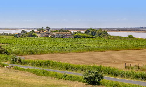 Scenic view of agricultural field against sky