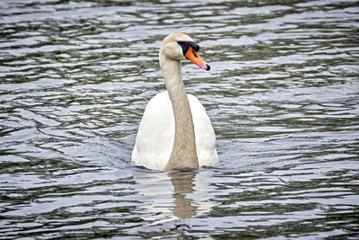 Swan floating on lake