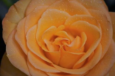 Close-up of wet rose